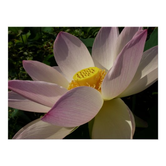 Roze Lotus Flower III Summer Floral Perfect Poster (Voorkant)