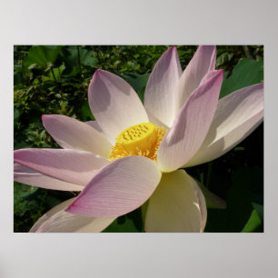Roze Lotus Flower III Summer Floral Poster