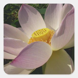 Roze Lotus Flower III Summer Floral Vierkante Sticker
