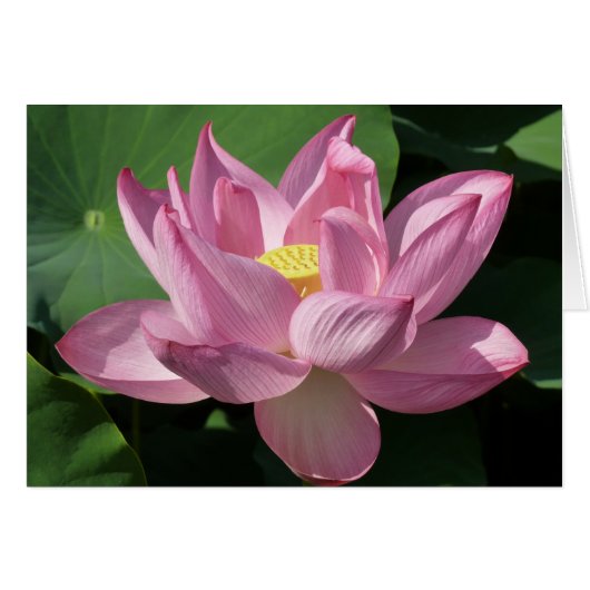 Roze Lotus Flower IV (Voorkant Horizontaal)