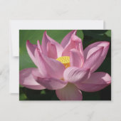 Roze Lotus Flower IV (Voorkant)