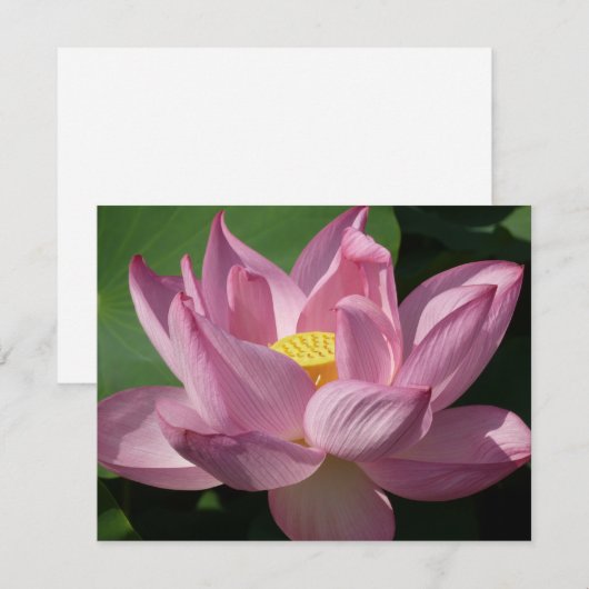 Roze Lotus Flower IV (Voorkant / Achterkant)