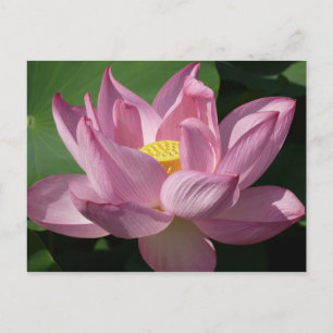 Roze Lotus Flower IV Briefkaart