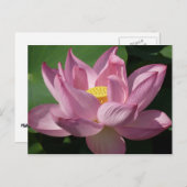 Roze Lotus Flower IV Briefkaart (Voorkant / Achterkant)