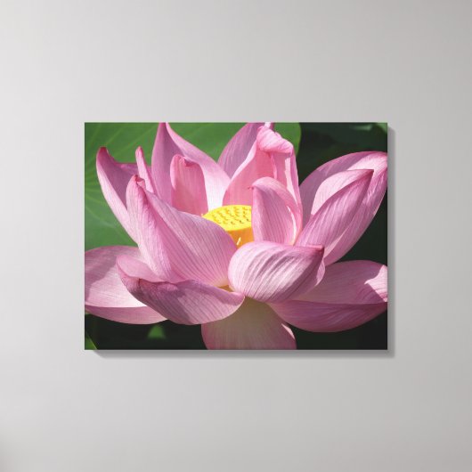 Roze Lotus Flower IV Canvas Afdruk (Voorkant)