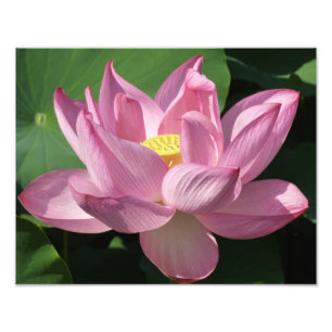 Roze Lotus Flower IV Foto Afdruk