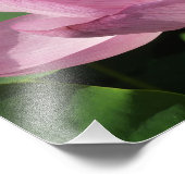 Roze Lotus Flower IV Foto Afdruk (Hoek)