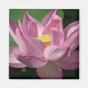 Roze Lotus Flower IV Magneet