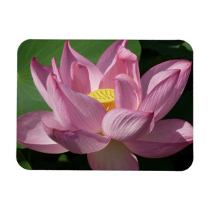 Roze Lotus Flower IV Magneet