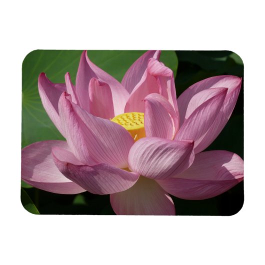 Roze Lotus Flower IV Magneet (Horizontaal)