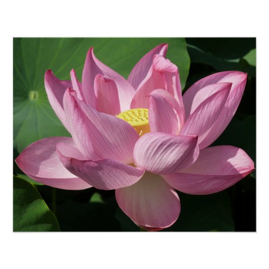 Roze Lotus Flower IV Perfect Poster (Voorkant)