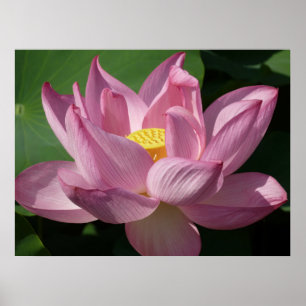 Roze Lotus Flower IV Poster