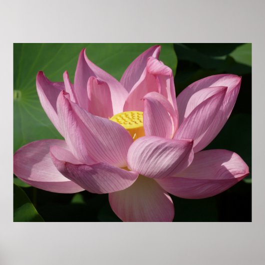 Roze Lotus Flower IV Poster (Voorkant)
