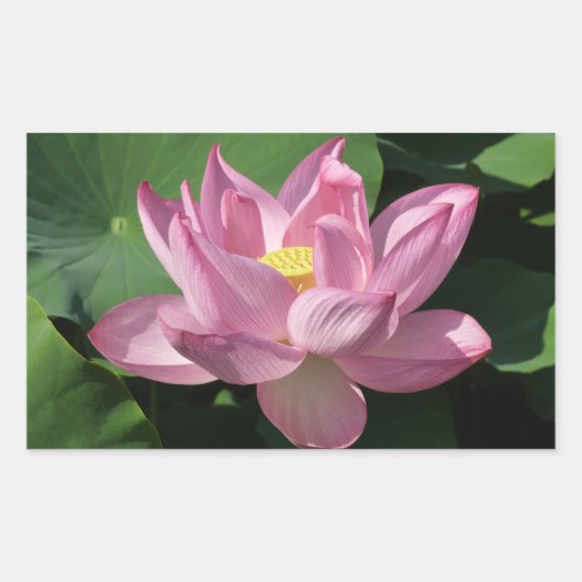 Roze Lotus Flower IV Rechthoekige Sticker (Voorkant)