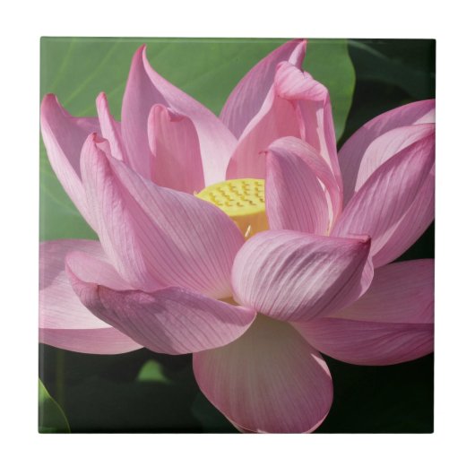 Roze Lotus Flower IV Tegeltje (Voorkant)