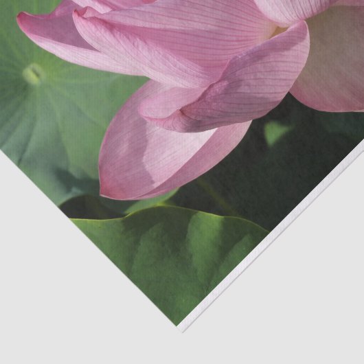 Roze Lotus Flower IV Tissuepapier (Detail)
