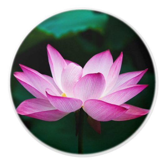 Roze Lotus Flower Keramische Knop (Voorkant)