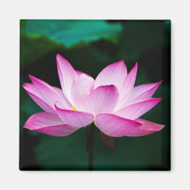 Roze Lotus Flower Magneet