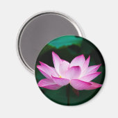 Roze Lotus Flower Magneet (Voorkant / Achterkant)