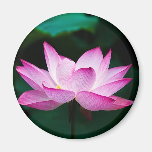 Roze Lotus Flower Magneet (Voorkant)