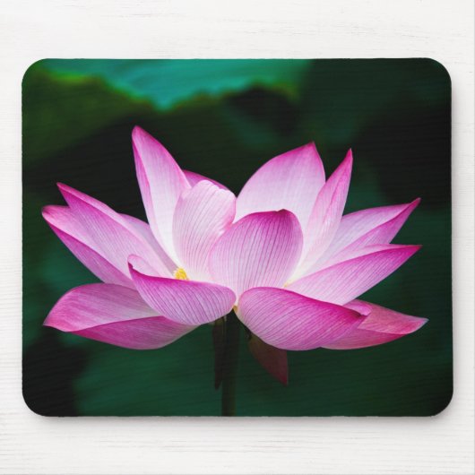 Roze Lotus Flower Muismat (Voorkant)
