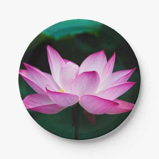 Roze Lotus Flower Papieren Bordje (Voorkant)