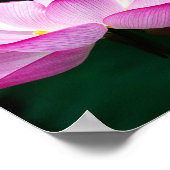 Roze Lotus Flower Poster (Hoek)