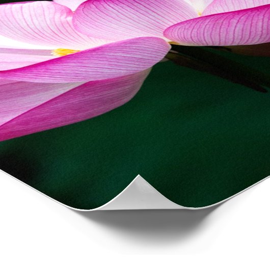 Roze Lotus Flower Poster (Hoek)