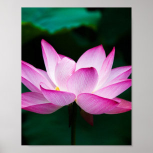 Roze Lotus Flower Poster