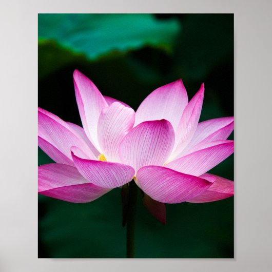 Roze Lotus Flower Poster (Voorkant)