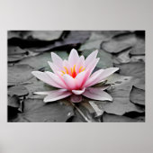 Roze Lotus Flower Poster (Voorkant)