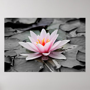 Roze Lotus Flower Poster