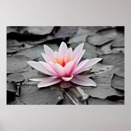 Roze Lotus Flower Poster (Voorkant)