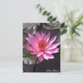 Roze Lotus Flower, Spring planten, Natuur Briefkaart (Staand voorkant)