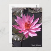Roze Lotus Flower, Spring planten, Natuur Briefkaart (Voorkant / Achterkant)