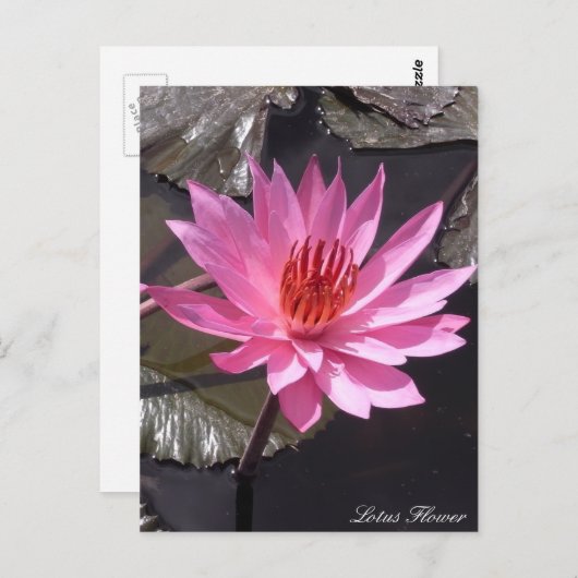 Roze Lotus Flower, Spring planten, Natuur Briefkaart (Voorkant / Achterkant)