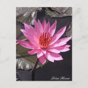 Roze Lotus Flower, Spring planten, Natuur Briefkaart