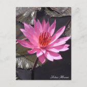 Roze Lotus Flower, Spring planten, Natuur Briefkaart (Voorkant)
