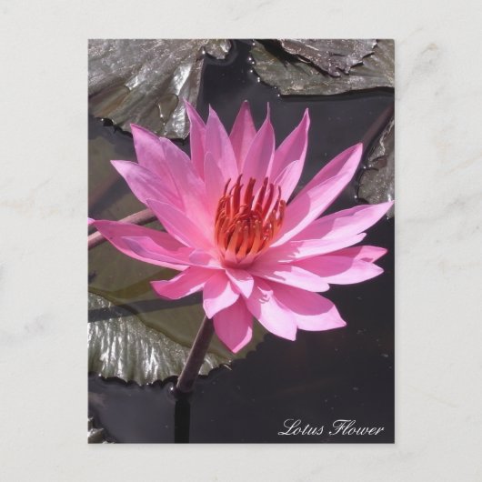 Roze Lotus Flower, Spring planten, Natuur Briefkaart (Voorkant)