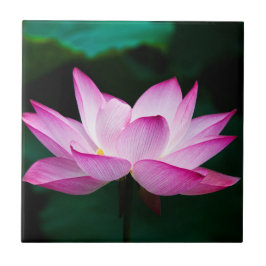 Roze Lotus Flower Tegeltje
