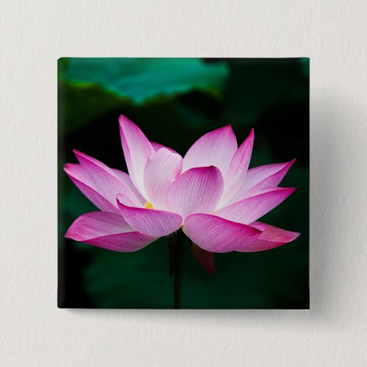Roze Lotus Flower Vierkante Button 5,1 Cm (Voorkant)