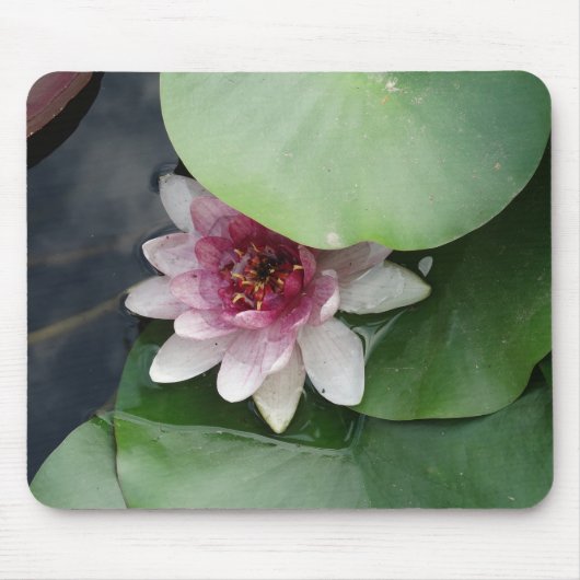 Roze Lotus Flwower Mousepad Muismat (Voorkant)