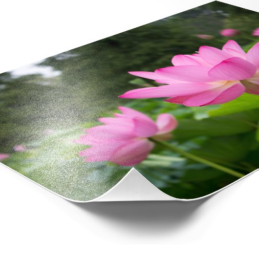 Roze lotus foto afdruk (Hoek)