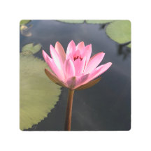 Roze lotus in de vijver