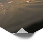 Roze Lotus in het Morgenlicht Poster (Hoek)