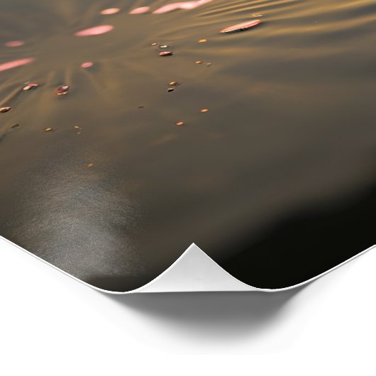 Roze Lotus in het Ochtend Licht Glanzend Poster (Hoek)