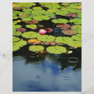 Roze lotus in regen