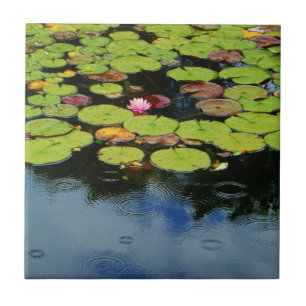 Roze lotus in regen tegeltje
