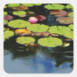 Roze lotus in regen vierkante sticker
