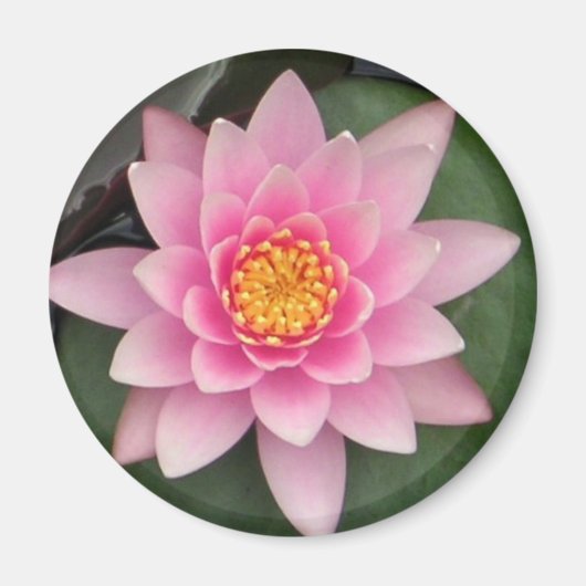Roze Lotus Magneet (Voorkant)